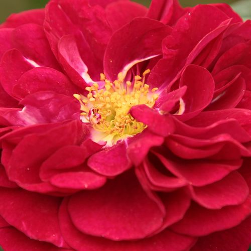 Rosa Bordeaux® - mierna vôňa ruží - Stromkové ruže,  kvety kvitnú v skupinkách - červená - W. Kordes & Sonsstromková ruža s kríkovitou tvarou koruny - -